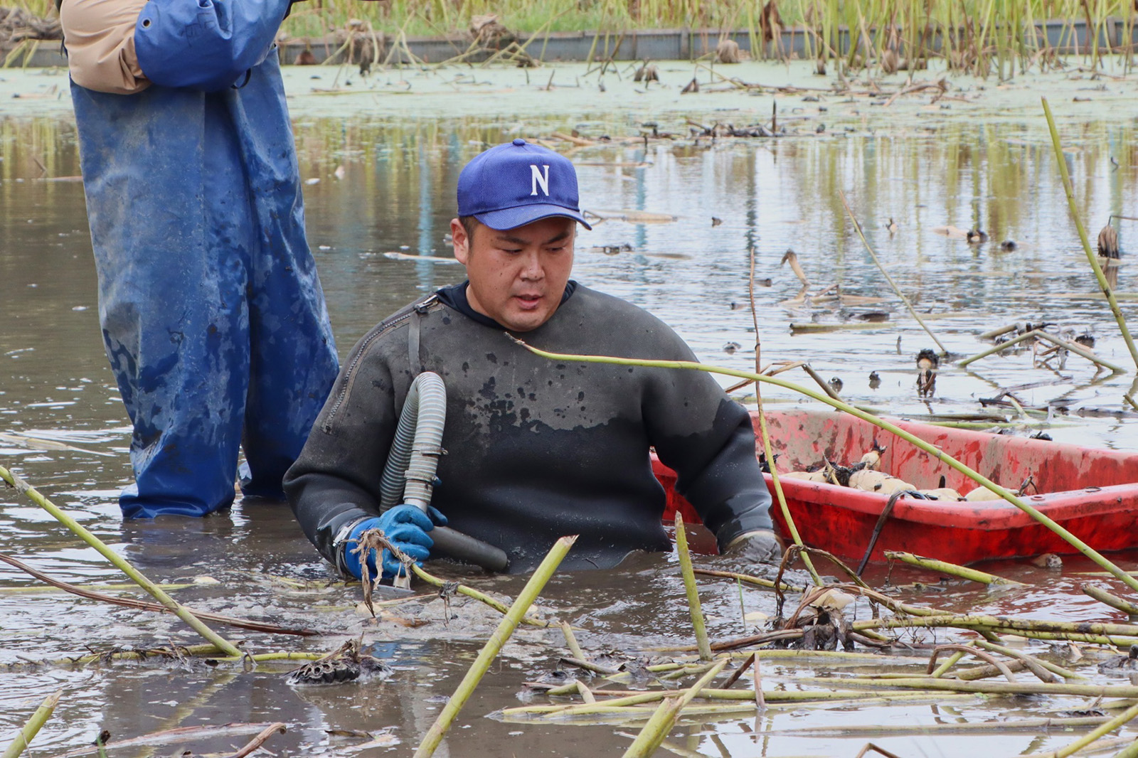 蓮根を一本ずつ掘り上げる様子