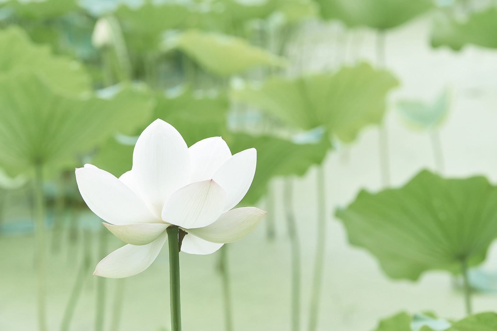 夏の蓮の花が咲く風景