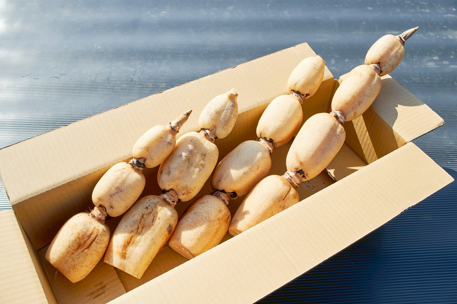 箱に詰められたみのりれんこん